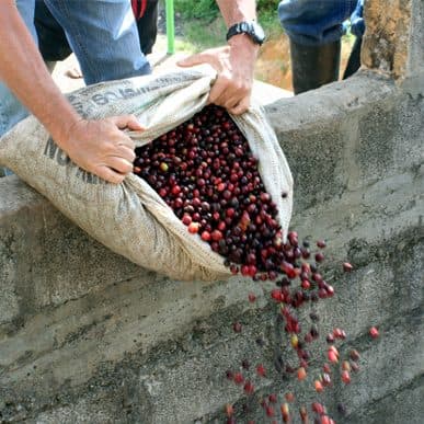 Papua New Guinea- Goroka Washed