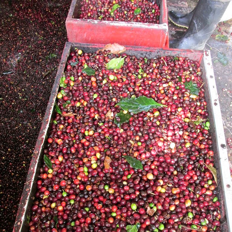 Decaf Espresso Royale Blend