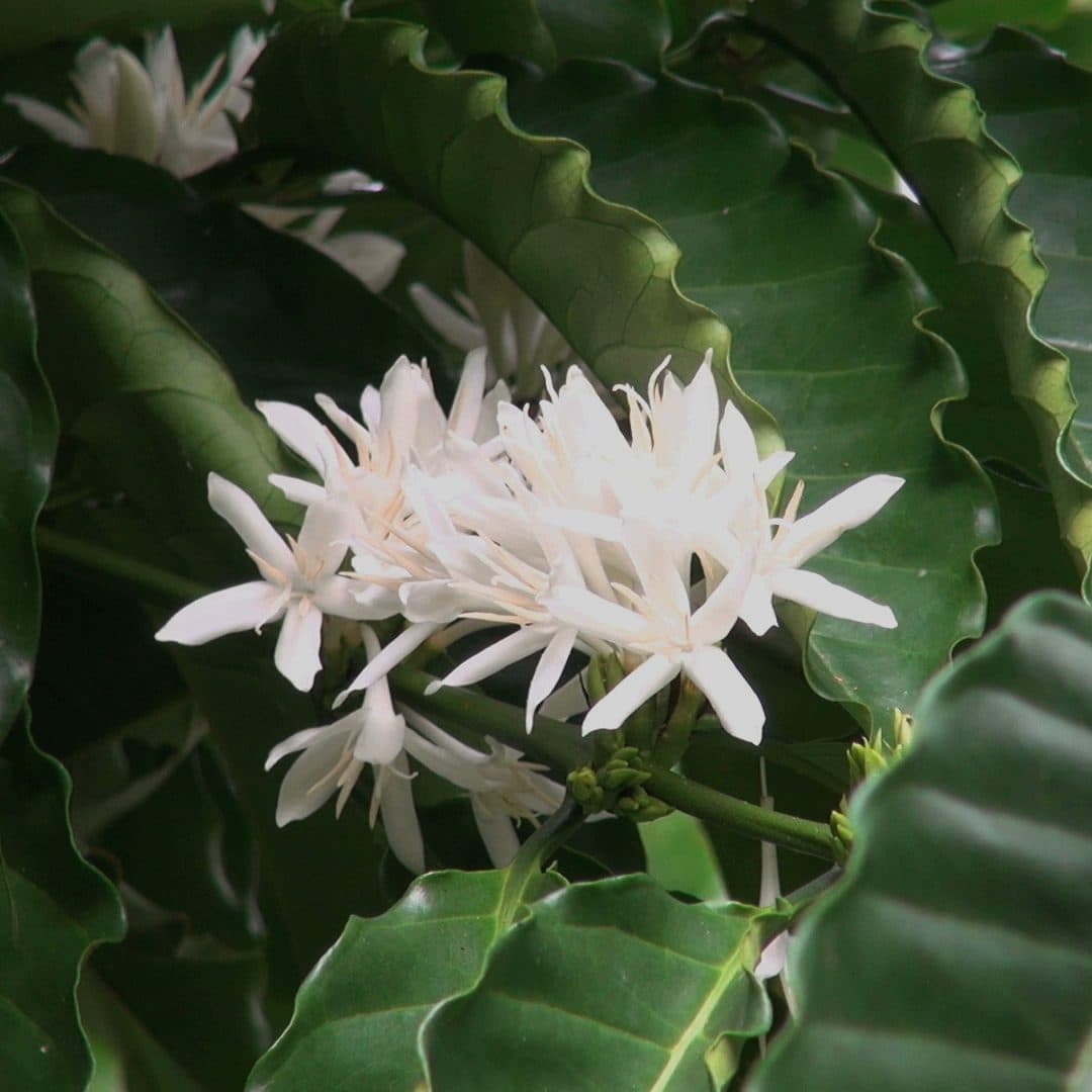 Costa Rica – Palmiliera Geisha Natural