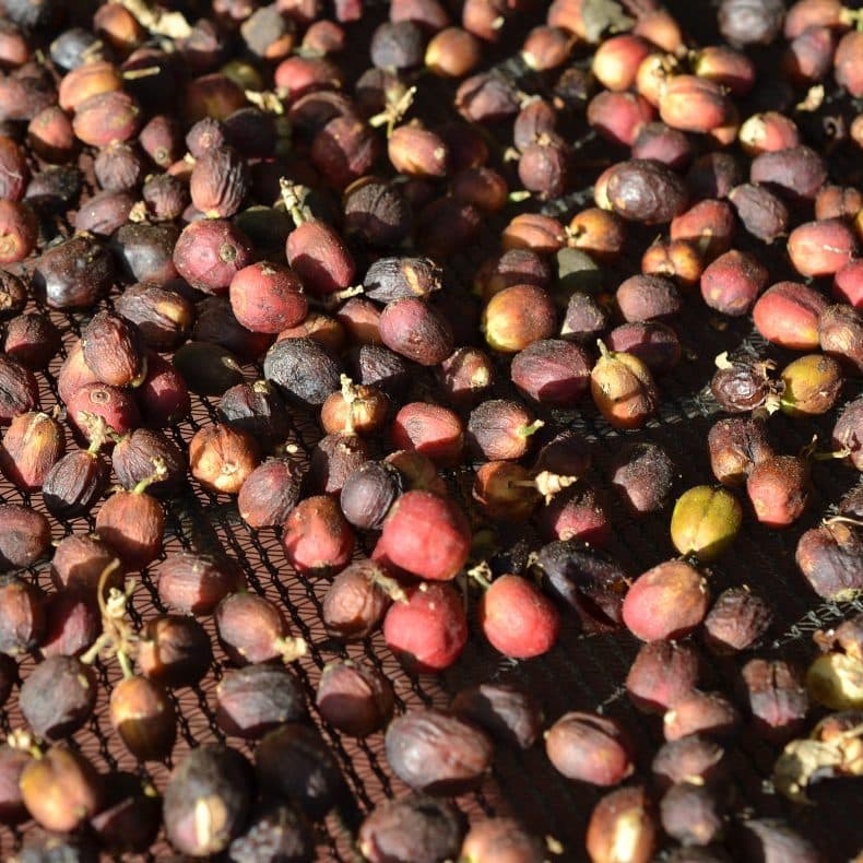 FTO Ethiopia- Worka Natural