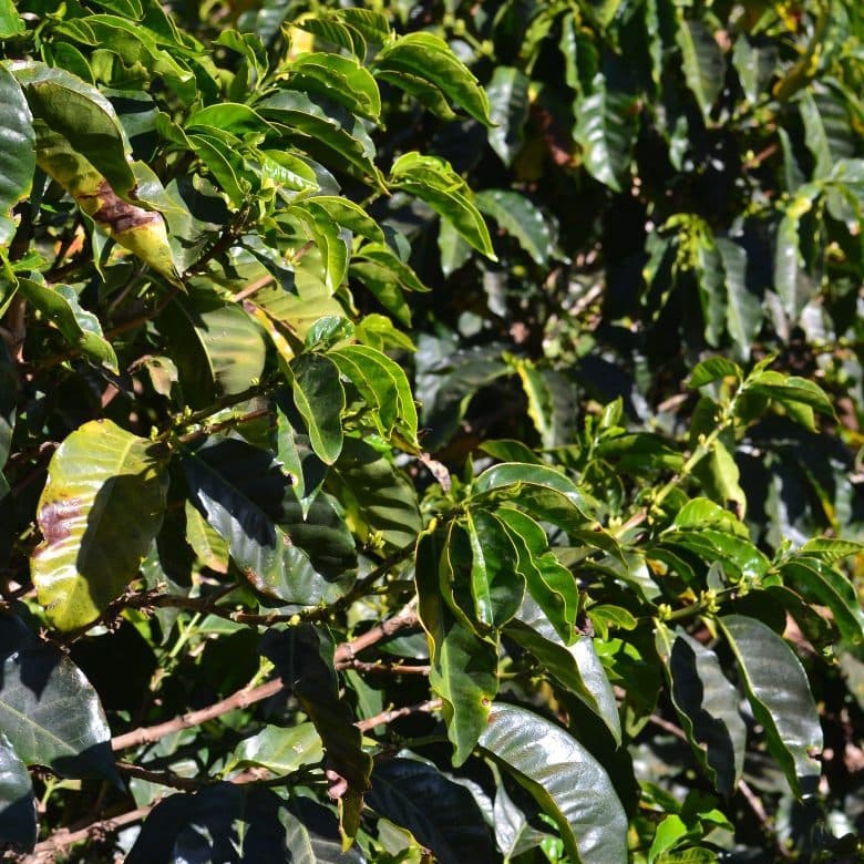Brazil- Cerrado Natural