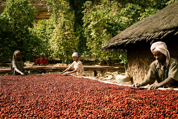 Ethiopian Limu 2 Organic Gale Kemise