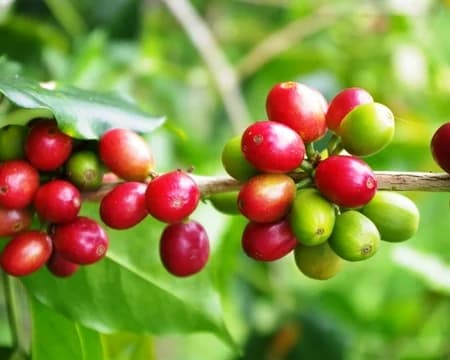 Water Process Decaf French Roast