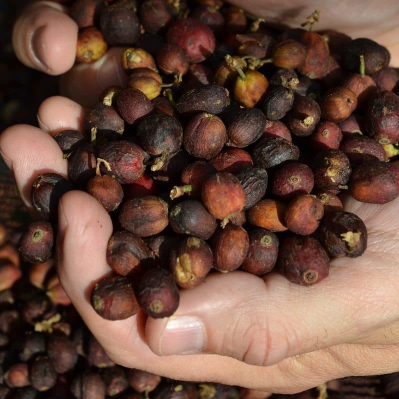 FTO ETHIOPIA- YIRGACHEFFE NATURAL