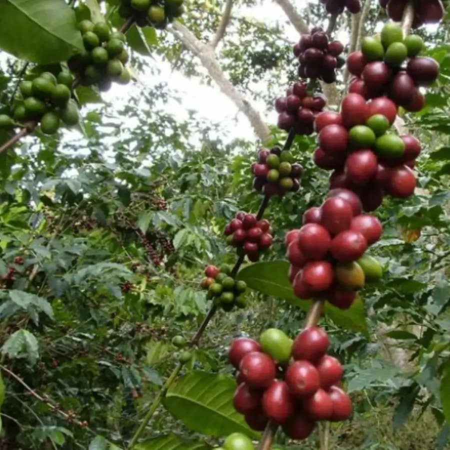 Mexico, Chiapas