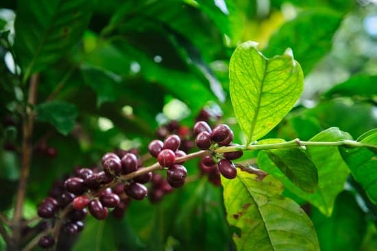 Costa Rica-Finca El Venado-Yellow Honey